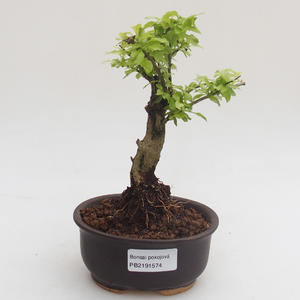 Pokojová bonsai - Duranta erecta Aurea PB2191574