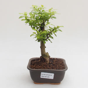 Pokojová bonsai - Duranta erecta Aurea PB2191575