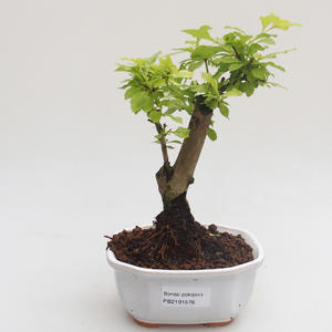 Pokojová bonsai - Duranta erecta Aurea PB2191576
