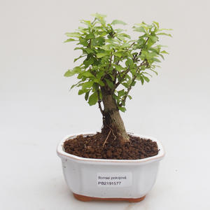 Pokojová bonsai - Duranta erecta Aurea PB2191577