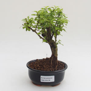Pokojová bonsai - Duranta erecta Aurea PB2191578