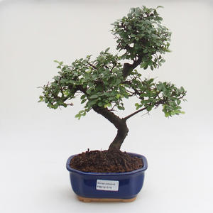 Pokojová bonsai - Ulmus parvifolia - Malolistý jilm PB2191579