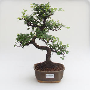 Pokojová bonsai - Ulmus parvifolia - Malolistý jilm PB2191580