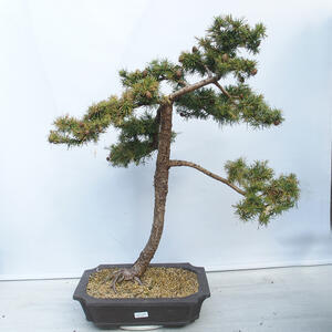 Venkovní bonsai -Larix decidua - Modřín opadavý