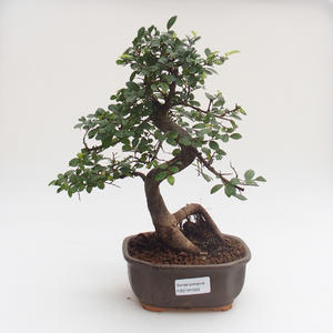 Pokojová bonsai - Ulmus parvifolia - Malolistý jilm PB2191583