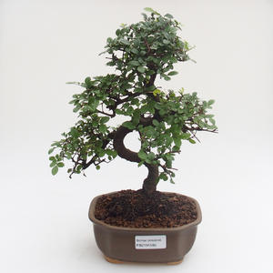 Pokojová bonsai - Ulmus parvifolia - Malolistý jilm PB2191585