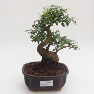 Pokojová bonsai -Ligustrum chinensis - Ptačí zob PB2191587