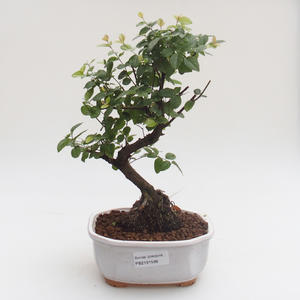 Pokojová bonsai - Sagerécie thea -Sagerécie čajová PB2191588