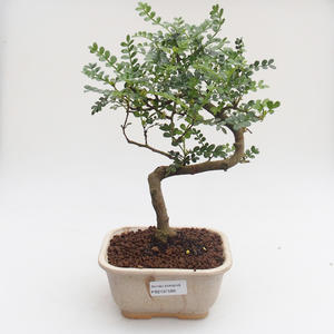 Pokojová bonsai - Zantoxylum piperitum - Pepřovník PB2191589