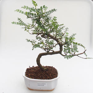 Pokojová bonsai - Zantoxylum piperitum - Pepřovník PB2191593
