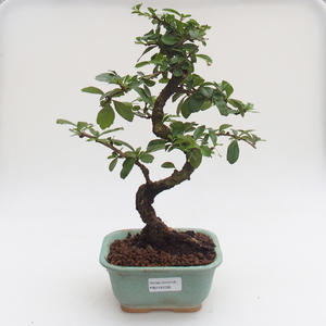 Pokojová bonsai - Carmona macrophylla - Čaj fuki PB2191595
