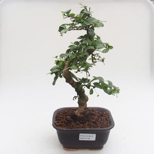 Pokojová bonsai - Carmona macrophylla - Čaj fuki PB2191596