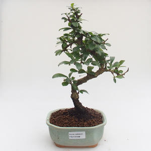 Pokojová bonsai - Carmona macrophylla - Čaj fuki PB2191598