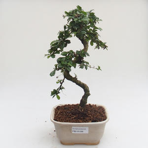 Pokojová bonsai - Carmona macrophylla - Čaj fuki PB2191599