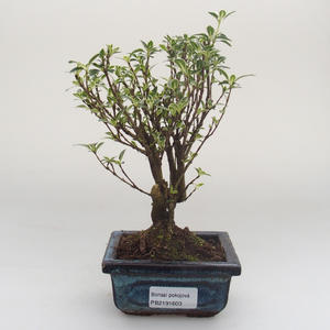 Pokojová bonsai - Serissa foetida Variegata - Strom tisíce hvězd PB2191603