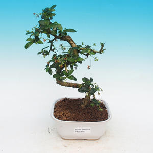 Venkovní bonsai-Ginkgo biloba