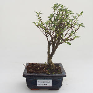 Pokojová bonsai - Serissa foetida Variegata - Strom tisíce hvězd PB2191606