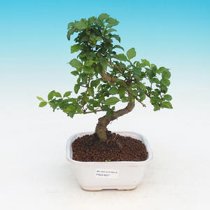 Venkovní bonsai-Ginkgo biloba