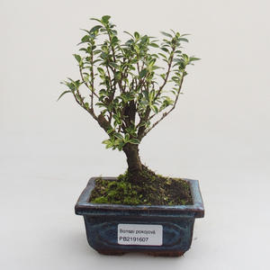 Pokojová bonsai - Serissa foetida Variegata - Strom tisíce hvězd PB2191607