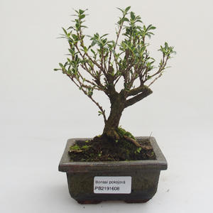 Pokojová bonsai - Serissa foetida Variegata - Strom tisíce hvězd PB2191608