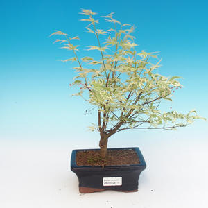 Venkovní bonsai -Javor dlanitolistý Acer palmatum Butterfly