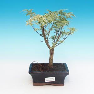 Venkovní bonsai -Javor dlanitolistý Acer palmatum Butterfly