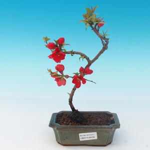 Venkovní bonsai - Chaneomeles japonica - Kdoulovec japonský červený