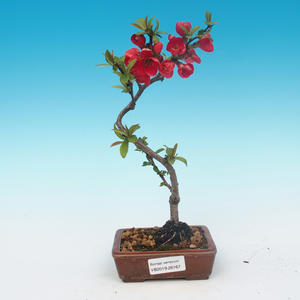 Venkovní bonsai - Chaneomeles japonica - Kdoulovec japonský červený