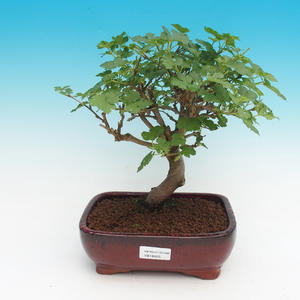 Venkovní bonsai - Morus alba - Moruše
