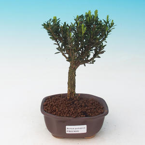 Venkovní bonsai - Morus alba - Moruše