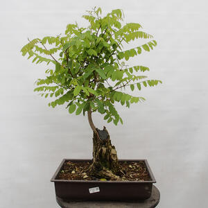 Venkovní bonsai - Pinus parviflora - Borovice drobnokvětá