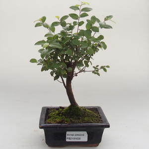 Pokojová bonsai - Sagerécie thea - Sagerécie thea PB2191635