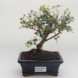 Pokojová bonsai -Ligustrum retusa - Ptačí zob PB2191637