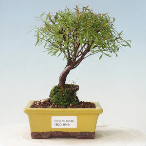 Venkovní bonsai - Siraela Arguta - Tavolník