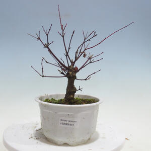 Venkovní bonsai - Javor palmatum DESHOJO - Javor dlanitolistý