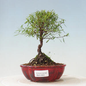 Venkovní bonsai - Siraela Arguta - Tavolník