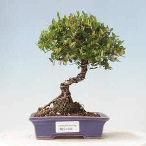 Venkovní bonsai-Lonicera nitida -Zimolez