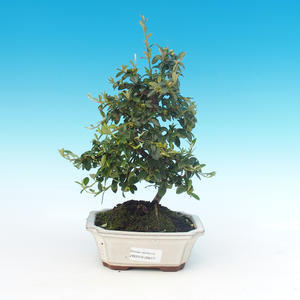 Venkovní bonsai-Cotoneaster horizontalis-Skalník