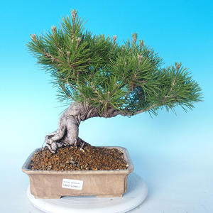 Pinus thunbergii - Borovice thunbergova