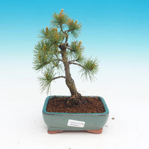 Pinus parviflora - Borovice drobnokvětá