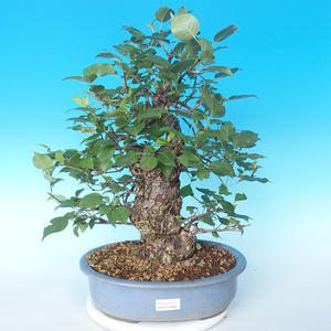 Venkovní bonsai - Japonská hrušeň NASHI - Pyrus pyrifolia