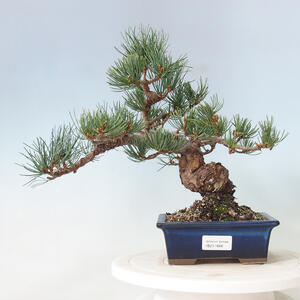 Venkovní bonsai - Pinus parviflora - borovice drobnokvětá