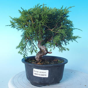 Venkovní bonsai - Juniperus chinensis ITOIGAWA - Jalovec čínský
