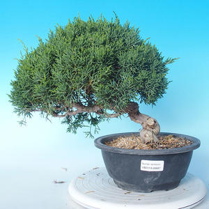 Venkovní bonsai - Juniperus chinensis ITOIGAWA - Jalovec čínský