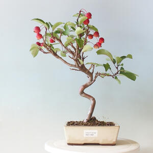 Venkovní bonsai -Malus halliana - Maloplodá jabloň