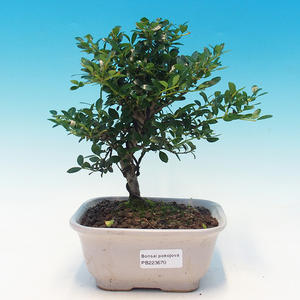 Venkovní bonsai-Fagus sylvatica