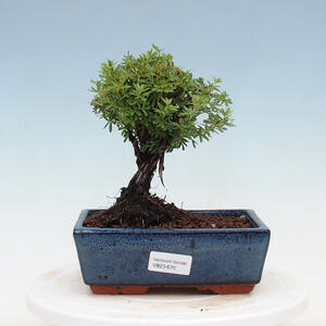 Venkovní bonsai-Mochna křovitá - Potentilla fruticosa Goldfinger