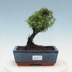 Venkovní bonsai-Mochna křovitá - Potentilla fruticosa Goldfinger