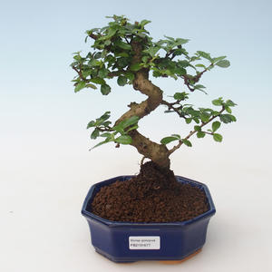 Pokojová bonsai - Carmona macrophylla - Čaj fuki PB2191677