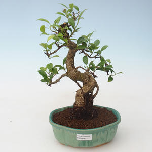 Pokojová bonsai - Ficus retusa - malolistý fíkus PB2191679